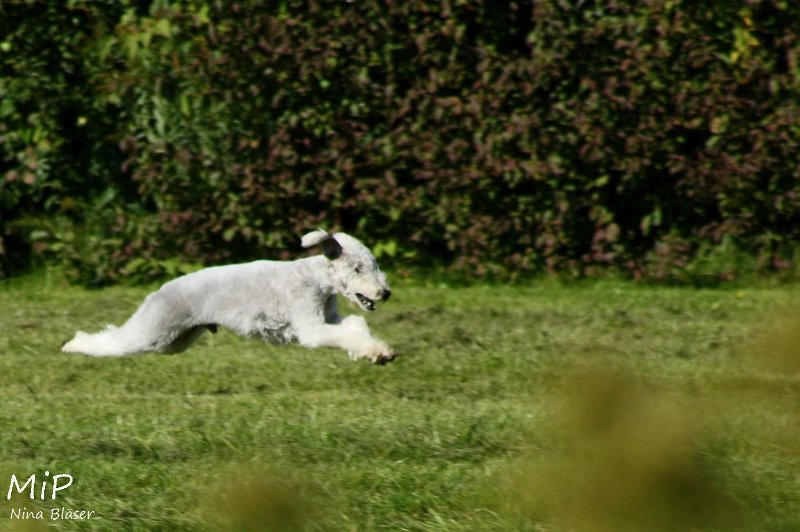 2010-10-03 Coursing-Training GE (18).jpg